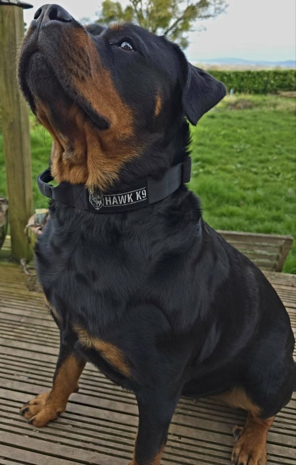 Tactical collar - Image 6
