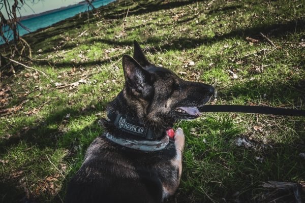 Tactical collar - Image 7